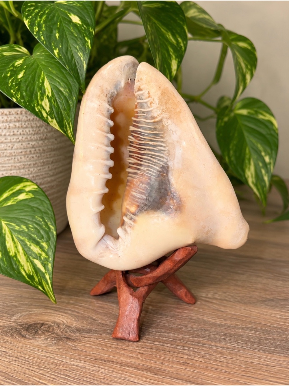 SeaShell Conch | 5” | Wooden Tripod Stand